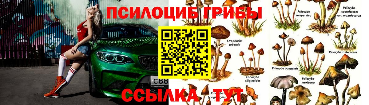 Псилоцибиновые грибы Psilocybe Омск